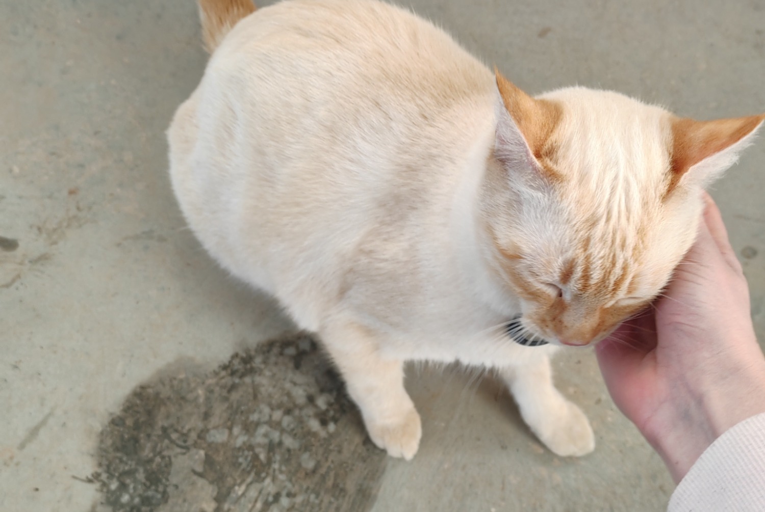 Avviso Ritrovamento Gatto incrocio di razze  Maschio , 2025 anni Millau Francia